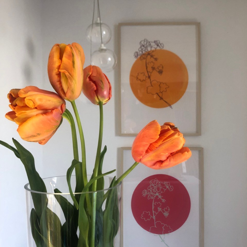 Französiche Tulpen orange