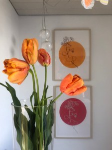 Französiche Tulpen orange